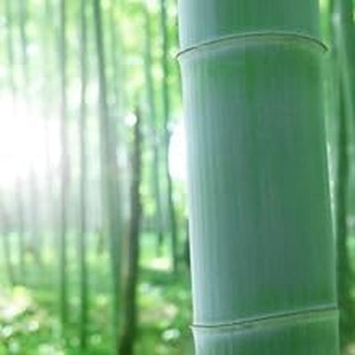 Japanese Wooden Bento Box Natural Bamboo 500ml White