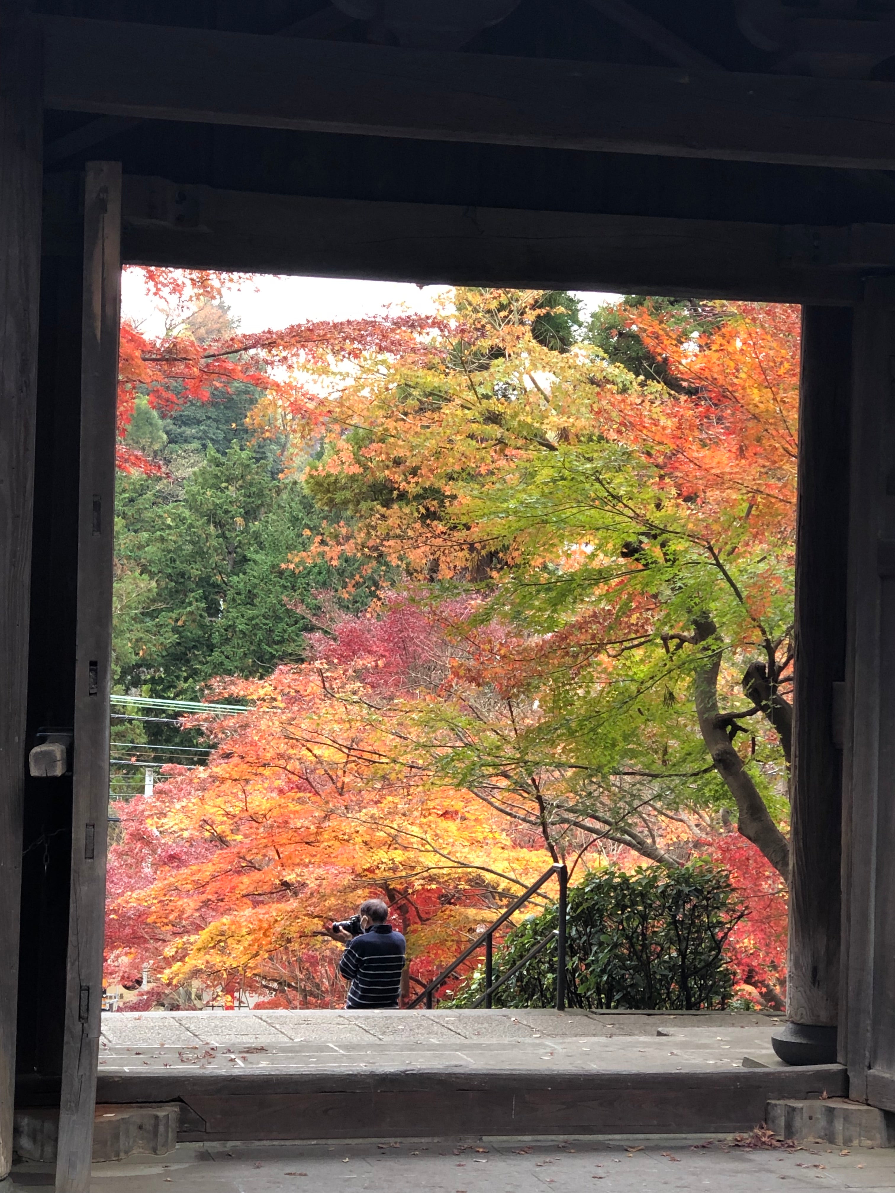 🍁AUTUMN LEAVES IN KAMAKURA🍁